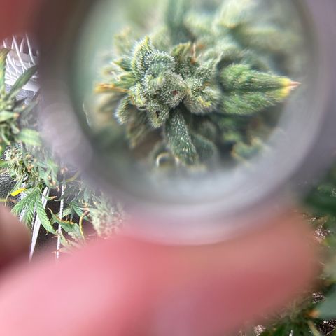OG RuntZ growlog timeline photo