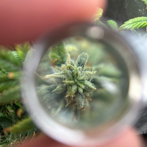 OG RuntZ growlog timeline photo