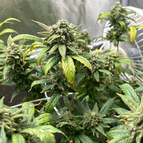 OG RuntZ growlog timeline photo