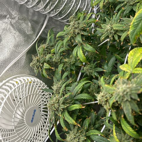 OG RuntZ growlog timeline photo