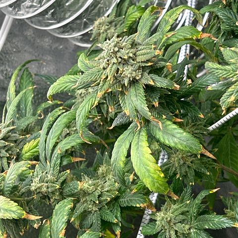 OG RuntZ growlog timeline photo