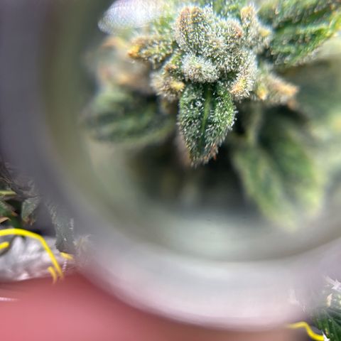 Bully Kush growlog timeline photo