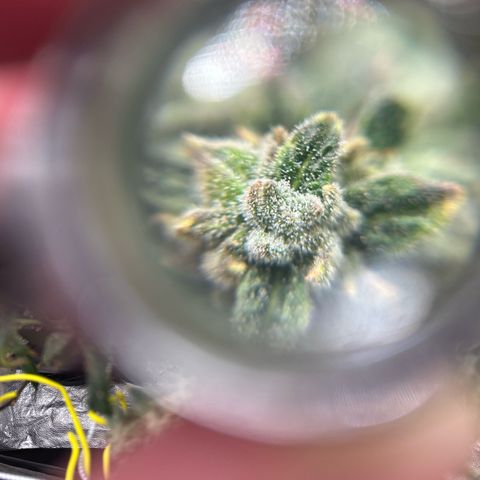 Bully Kush growlog timeline photo