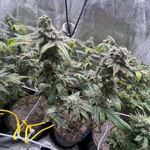 Bully Kush growlog timeline photo