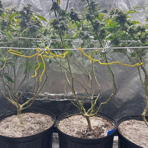 Bully Kush growlog timeline photo