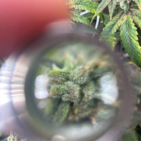 Bully Kush growlog timeline photo