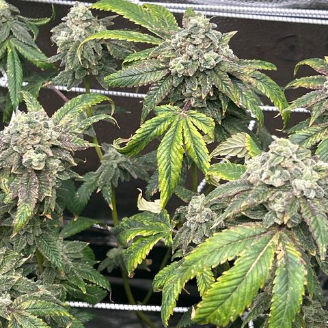 Bully Kush growlog timeline photo