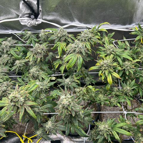 Bully Kush growlog timeline photo