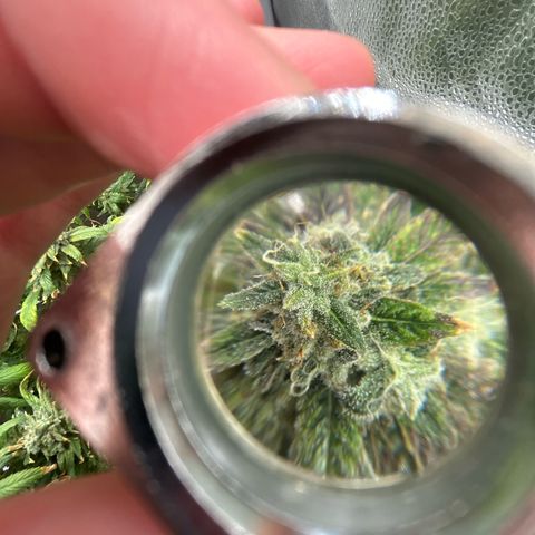 Bully Kush growlog timeline photo