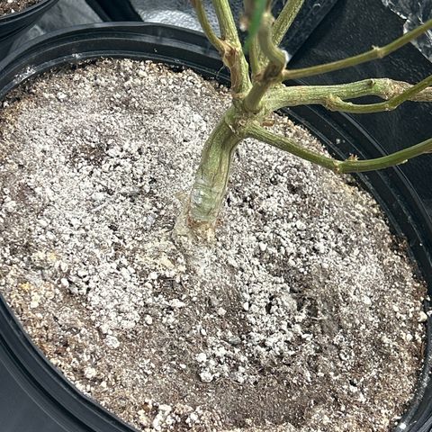 Bully Kush growlog timeline photo