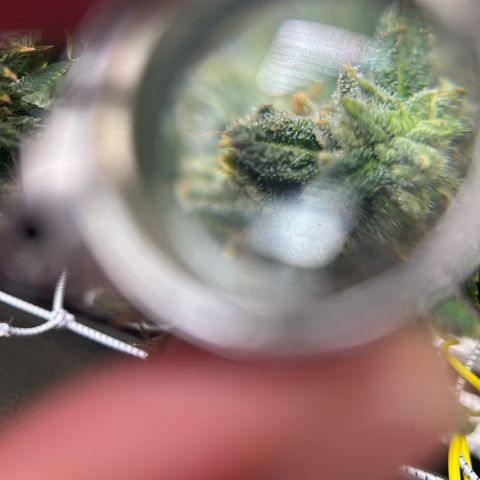 Bully Kush growlog timeline photo