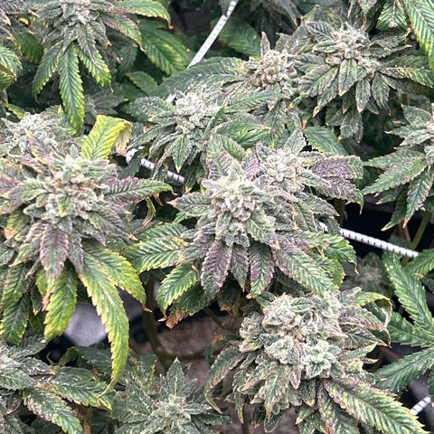 Bully Kush growlog timeline photo