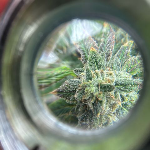 Bully Kush growlog timeline photo