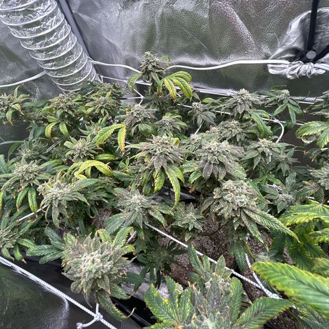 Bully Kush growlog timeline photo