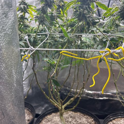 Bully Kush growlog timeline photo