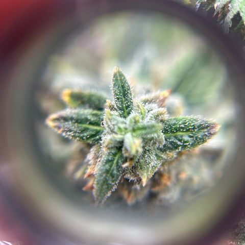 Bully Kush growlog timeline photo
