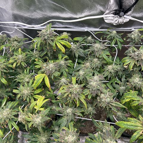 Bully Kush growlog timeline photo