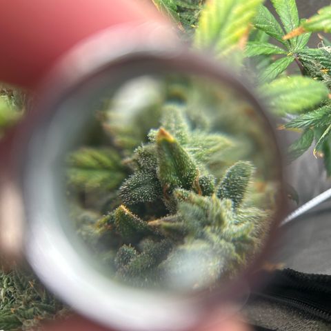 OG RuntZ growlog timeline photo