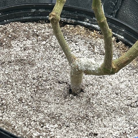 OG RuntZ growlog timeline photo