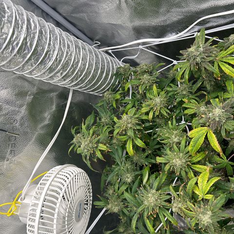 OG RuntZ growlog timeline photo