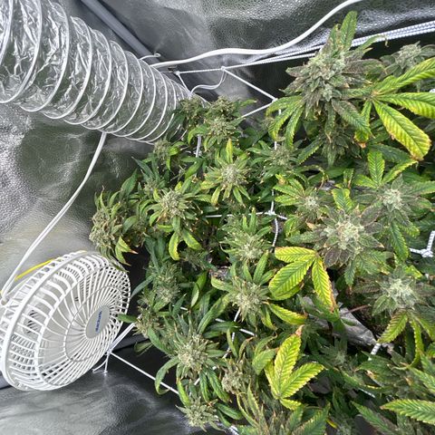 OG RuntZ growlog timeline photo