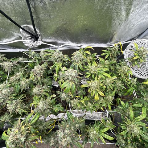 Bully Kush growlog timeline photo