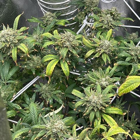 OG RuntZ growlog timeline photo