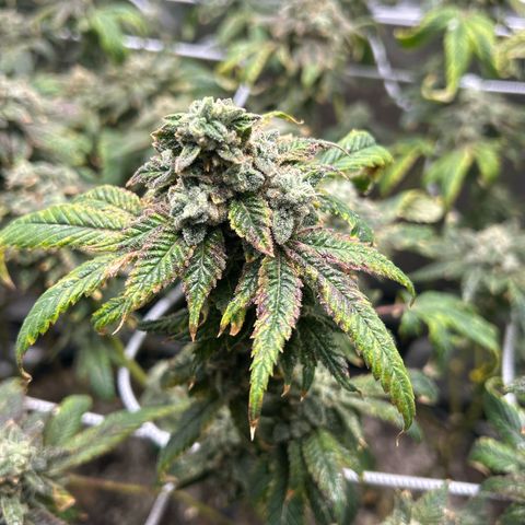Bully Kush growlog timeline photo