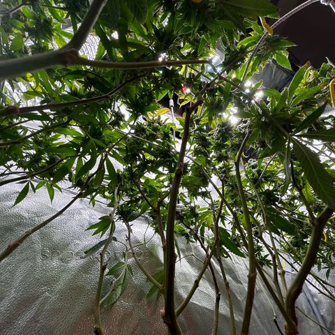 Bully Kush growlog timeline photo