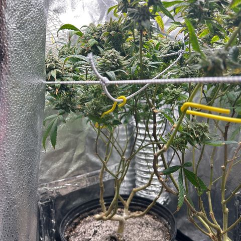 OG RuntZ growlog timeline photo