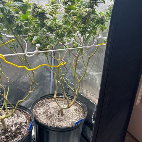 OG RuntZ growlog timeline photo