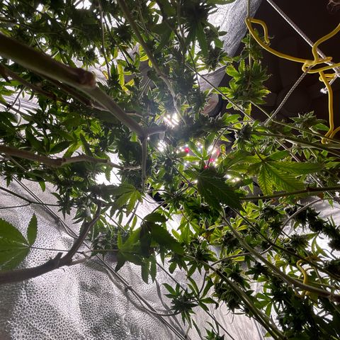 Bully Kush growlog timeline photo