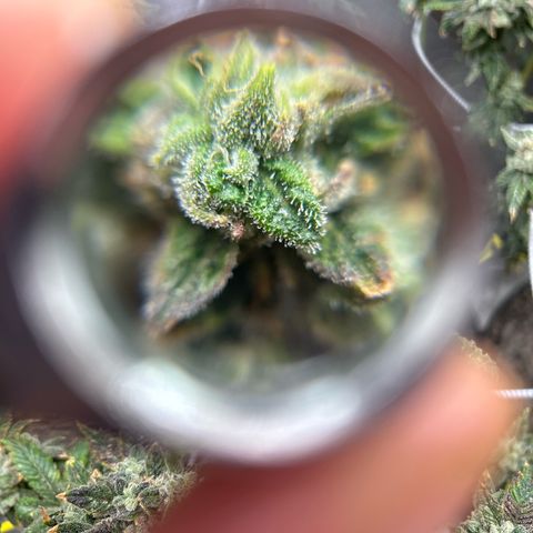 Bully Kush growlog timeline photo