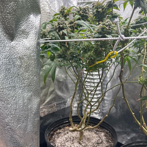 OG RuntZ growlog timeline photo