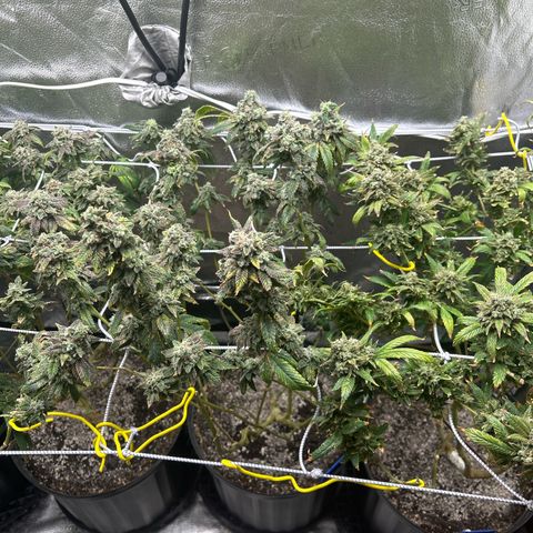Bully Kush growlog timeline photo