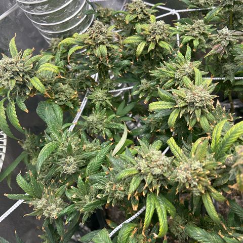 OG RuntZ growlog timeline photo