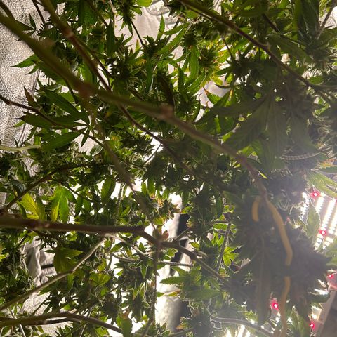 Bully Kush growlog timeline photo