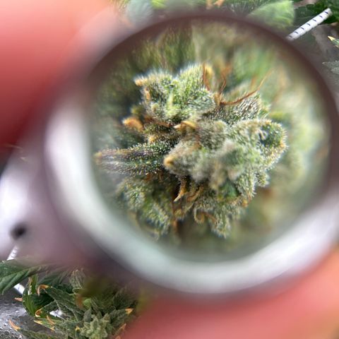 OG RuntZ growlog timeline photo