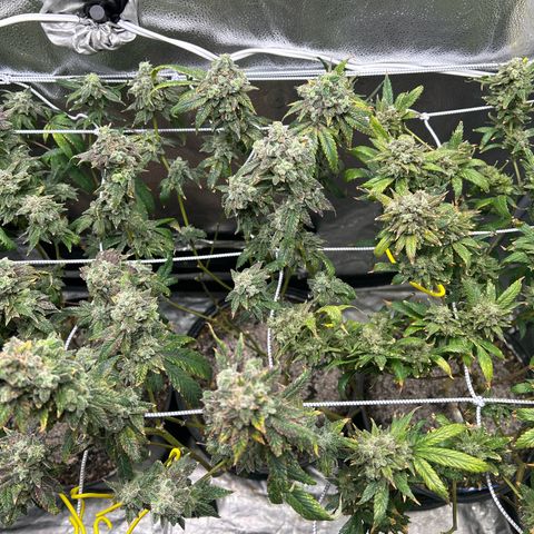 Bully Kush growlog timeline photo