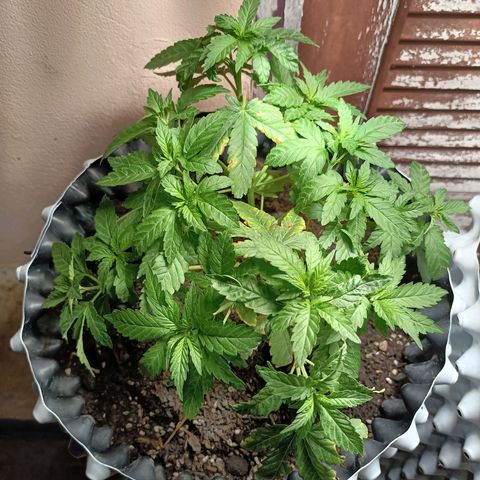 Oreoz growlog timeline photo