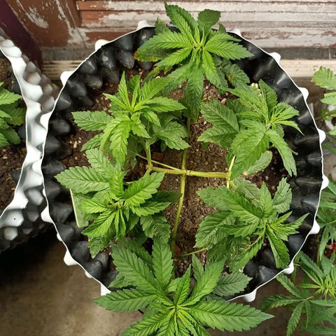 Oreoz growlog timeline photo