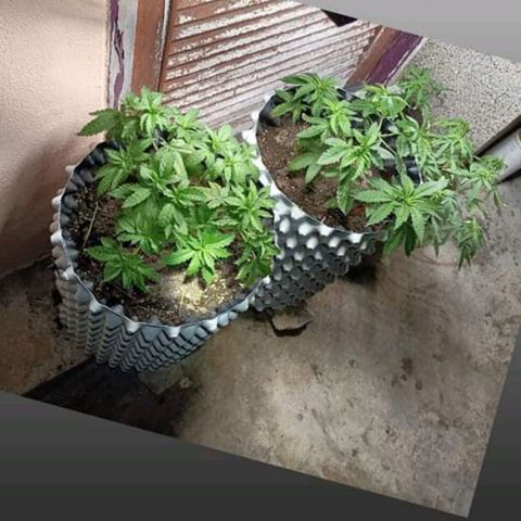 Oreoz growlog timeline photo