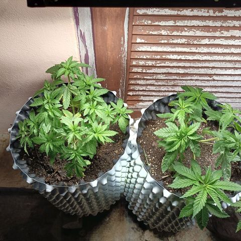 Oreoz growlog timeline photo