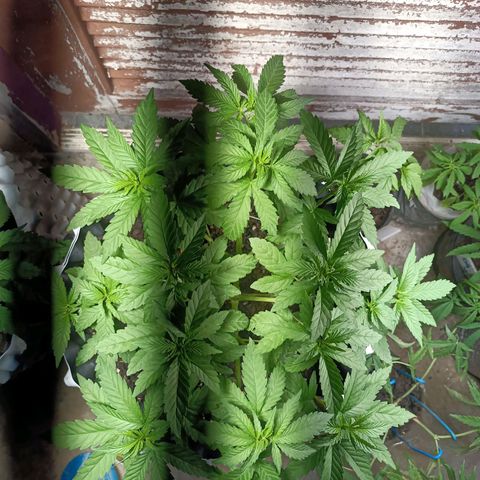 Oreoz growlog timeline photo