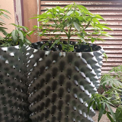 Oreoz growlog timeline photo