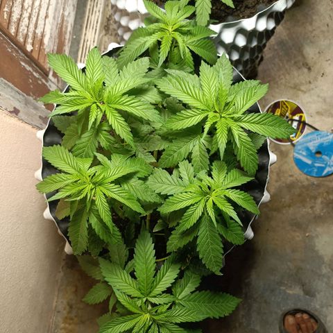 Oreoz growlog timeline photo