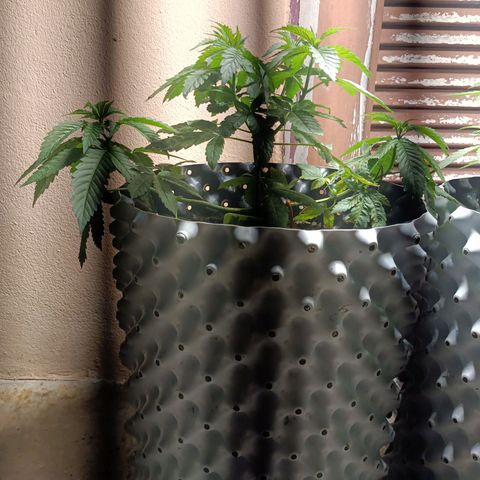 Oreoz growlog timeline photo