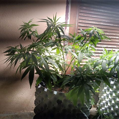 Oreoz growlog timeline photo