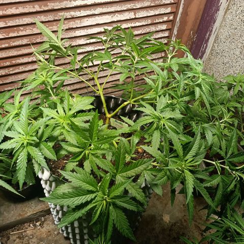 Oreoz growlog timeline photo