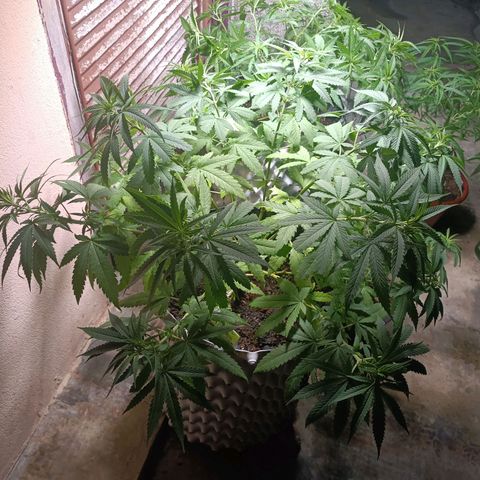 Oreoz growlog timeline photo